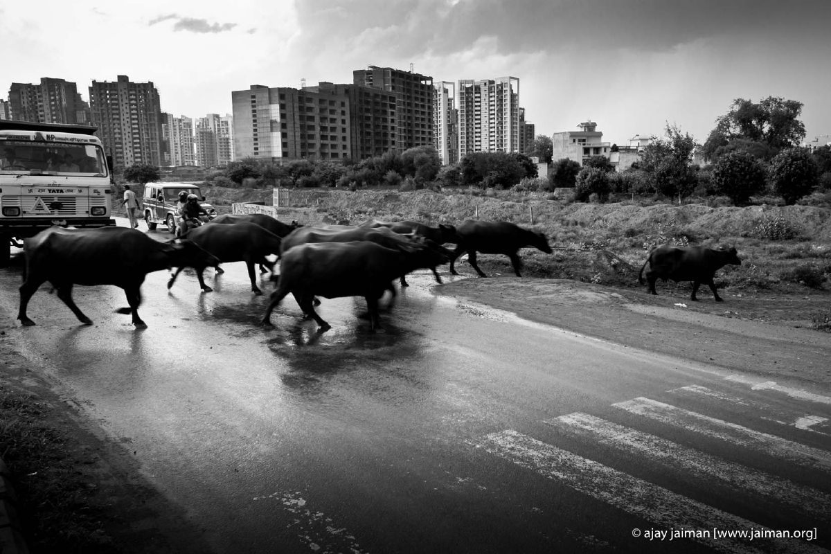 Buffaloes on zebra crossings - The Gurgaon story